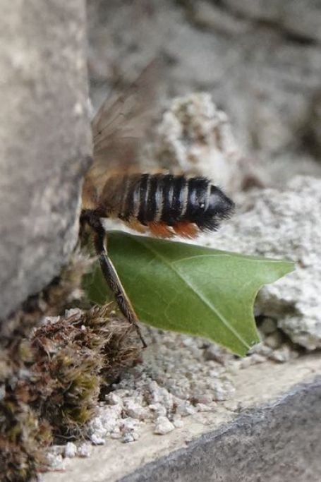 Weibchen der Bunten Blattschneiderbiene mit Blattstück beim Anflug ans Nest (Foto Ursula Bias-Imhoff)